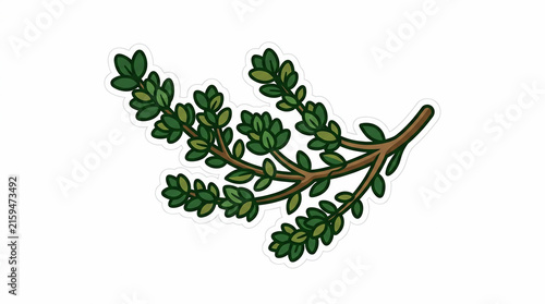 Thyme sprig vector illustration isolated on white background. Green herb branch sticker design