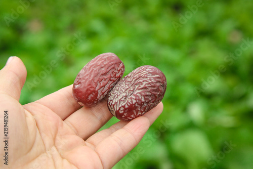 Foto Dried Ruoqiang Jujube Dates from Xinjiang China in Hand Against Green Background