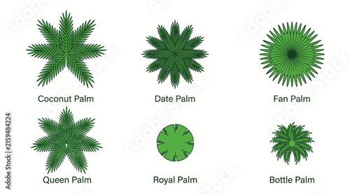 Top view set of different tropical palm trees for architectural landscape design.