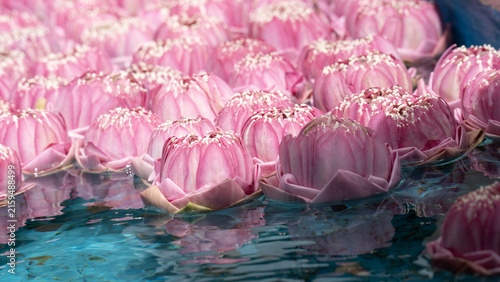 Pink lotus flower water blossom floating pool tropical nature floral petal bloom summer garden spa peaceful tranquil decorative exotic fresh reflection pond outdoor natural beauty delicate botany