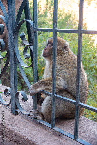 Bild auf Leinwand Barbary macaque (Macaca sylvanus) behind a fence at Ouzoud Falls, Morocco