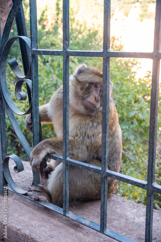 Canvastavla Barbary macaque (Macaca sylvanus) behind a fence at Ouzoud Falls, Morocco
