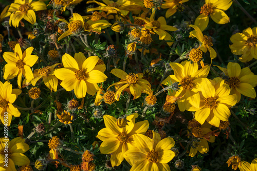 Flowers of an herbaceous plant from the family of Asteraceae Bidens (Bidens ferulifolia), сommon names include Apache beggarticks or fern-leaved beggarticks, Strelna, Saint Petersburg, Russia