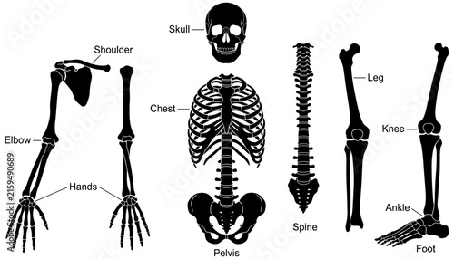 Bild auf Leinwand Human Skeleton Anatomy Diagram Vector Set Featuring Black Silhouette Bones Of Sk