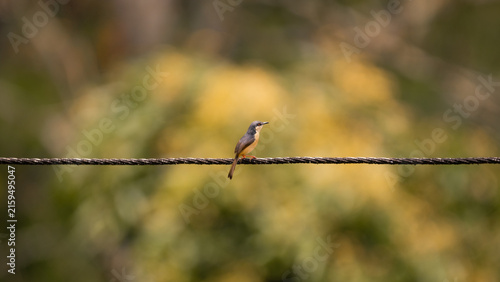 Ashy prinia perched on a wire with soft natural bokeh in the background near Maskeliya, Sri Lanka.