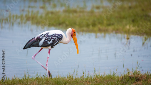 Painted stork foraging along the grassy shoreline of a wetland in Udawalawe National Park, Sri Lanka.
