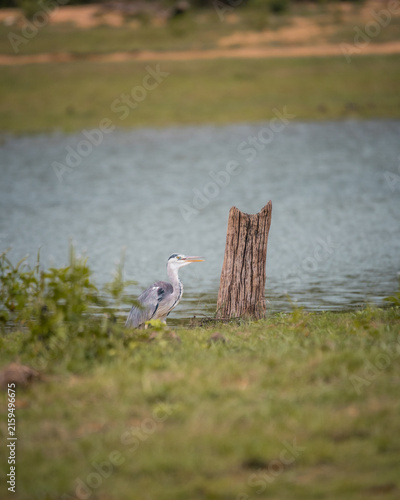 Fotografie Grey heron resting beside a lakeshore with weathered tree stump in Udawalawe National Park, Sri Lanka