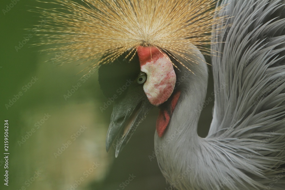 Naklejka premium portrait of a beautiful gray crowned crane