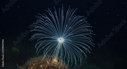 Vibrant Fireworks Display at Nighttime Celebration.