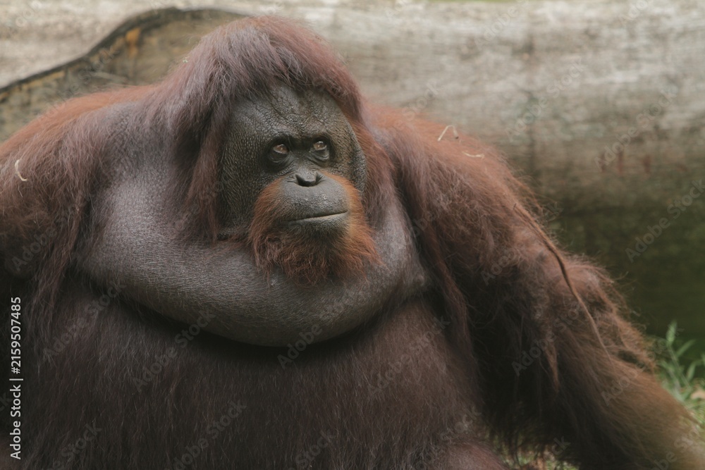 Fototapeta premium The expression of an orangutan sitting on the grass during the day