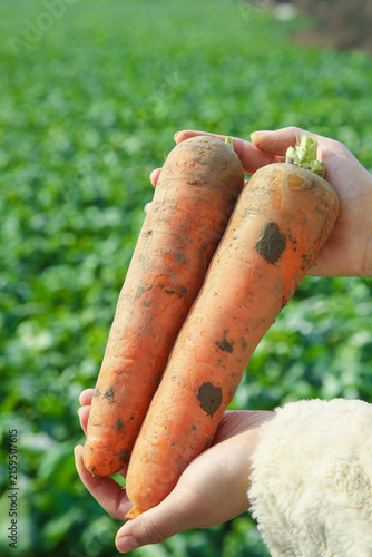 Fresh Organic Carrots Freshly Dug from Yunnan Farm - Sustainable Agriculture Harvest