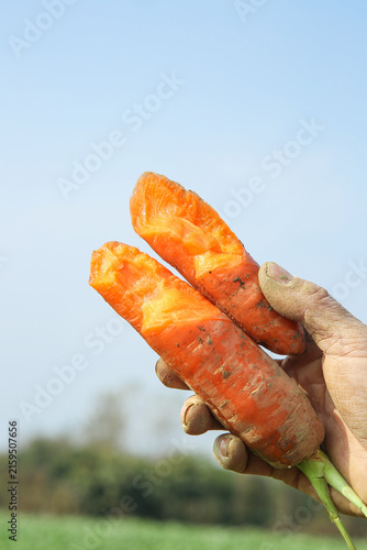 Freshly Dug Organic Carrots from Yunnan Farm - Hand Holding Fresh Root Vegetables with Soil
