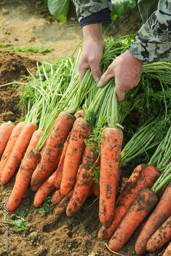 Freshly Harvested Organic Carrots with Green Tops from Farm Field - Fresh Vegetables Agriculture