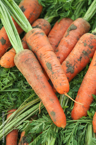 Fresh Organic Carrots with Green Tops Freshly Dug from Yunnan Farm Soil