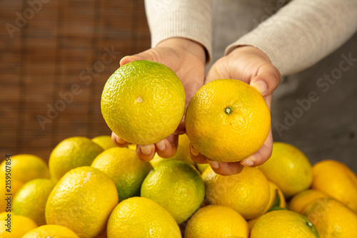Canvas Print Fresh Citrus Fruits in Hands - Oranges Tangerines Pomelo Healthy Organic Produce