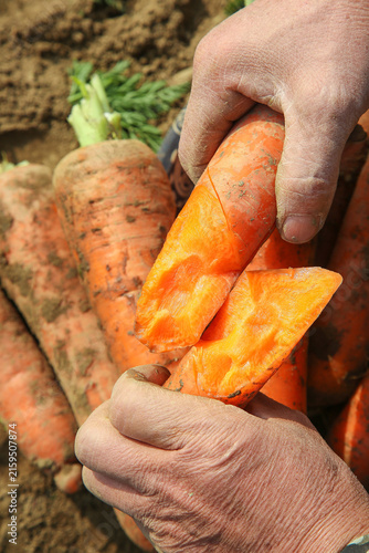 Freshly Dug Organic Carrots from Yunnan Farm - Farmer Hands Holding Fresh Root Vegetables
