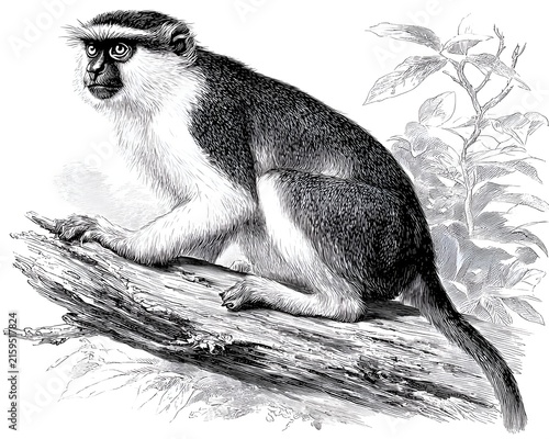 Vintage illustration of a guenon monkey perched on a tree branch