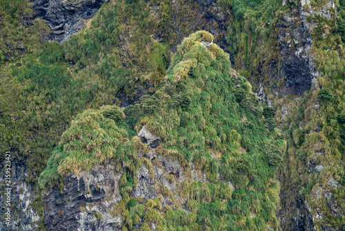 Принти на полотні Rugged, mountainous terrain covered in tussock grass on Gough Island in the Sout