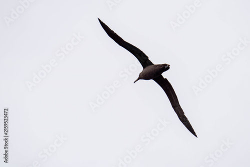 Fotografie Sooty albatross (Phoebetria fusca) in flight at Gough Island in the South Atlant