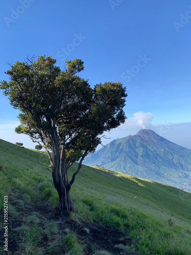 tree in the mountains