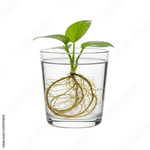 Green plant growing in glass water container