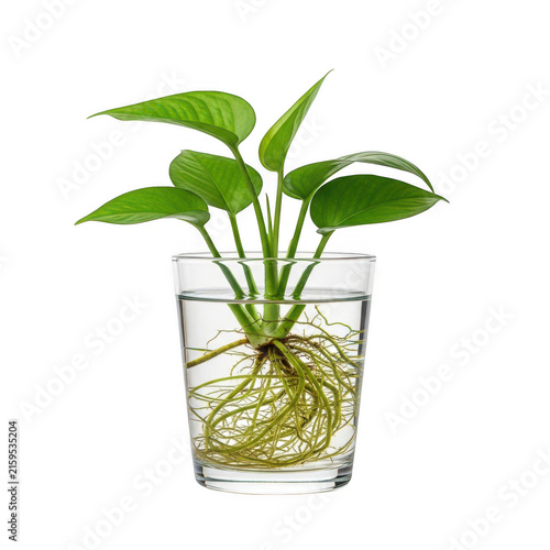 Greenhouse plant growing in glass container with water