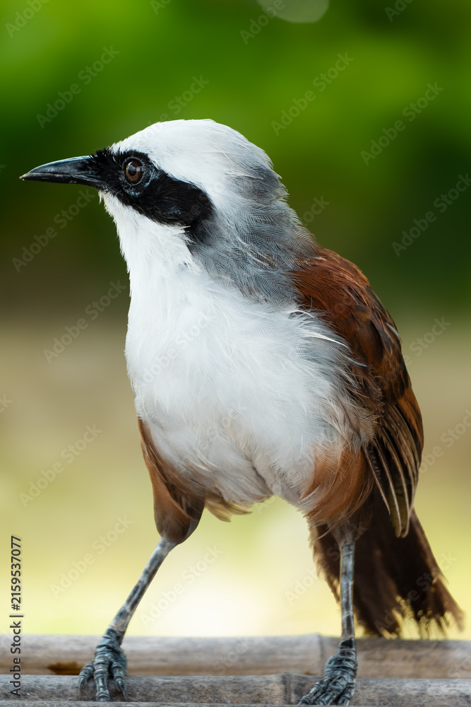 Fototapeta premium black crowned night heron