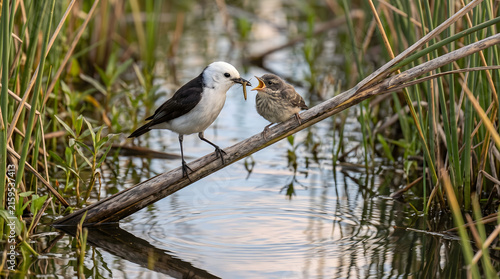Marsh Tyrant bird feeding its fledgling chick on a branch in a wetland habitat