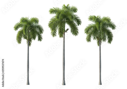 Three tall palm trees