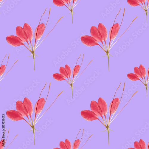 Cleome, spider flower. Illustration, texture of flowers. Seamless pattern for continuous replication. Floral background, photo collage for textile, cotton fabric. For wallpaper, covers, print.