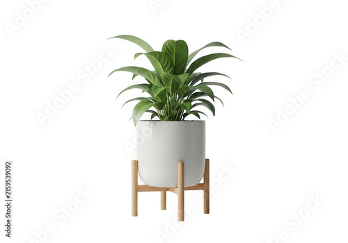 Modern indoor plant in white ceramic pot on wooden stand