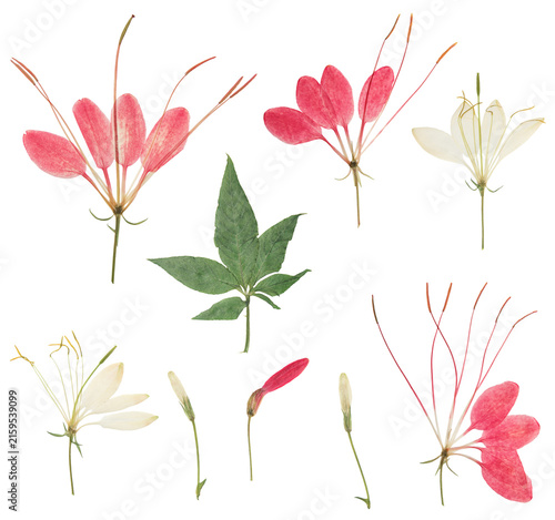 Herbarium. Set of pressed and dried flowers, leaves cleome or spider flower, isolated on white background. Digital herbarium, scrapbooking. Floristics. Dry flowers cleome or spider.