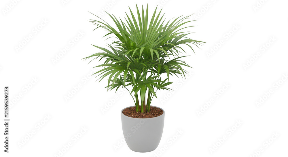 Fototapeta premium Potted indoor palm plant on