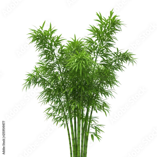 Lush green bamboo plant