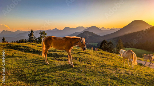 Idyllic mountain landscape in the Bavarian Alps with horses grazing on an alpine meadow during a picturesque sunrise bathed in golden light