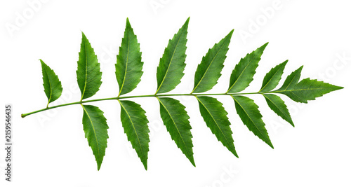 Neem leaf isolated on transparent background