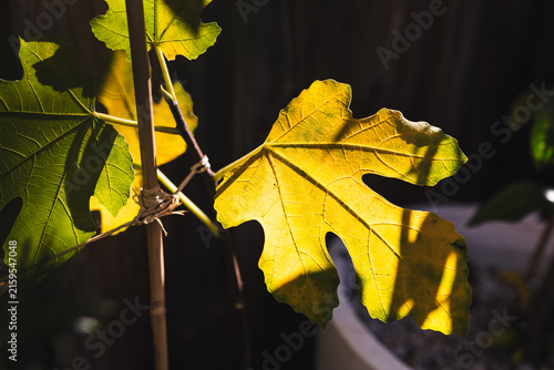 yellow fig tree leaf glowing in strong sunlight against dark background
