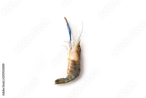 Foto Fresh Large Freshwater Shrimp from Zhejiang Taiwan Variety Isolated on White Bac