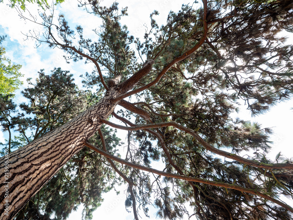 Fototapeta premium Majestic ponderosa pine (Pinus ponderosa) viewed from below, showing a massive textured trunk, spreading branches and evergreen crown against blue sky in a natural woodland setting.