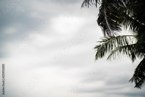 Foto Lush green palm leaves contrasting against an overcast sky.
