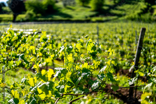 Young Grapevine Leaves Growing in Sunlit Vineyard