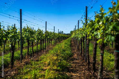 Green Vineyard Rows Under Clear Blue Sky