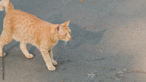 Ginger Stray Cat Walking on Pavement in Lumpini Park