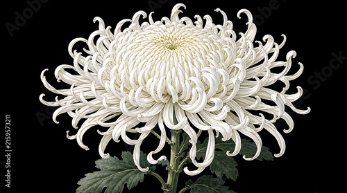 White spider chrysanthemum flower with curled petals and green leaves isolated on black