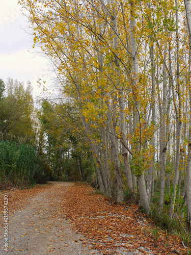 An autumnal scene with a path covered in fallen leaves and trees with ochre-coloured foliage.