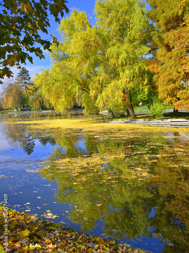 Autumn colours on the lake, with fallen ochre-coloured leaves floating on the water.