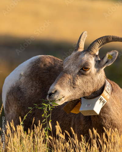 Horned mountain goat eating in South Dakota