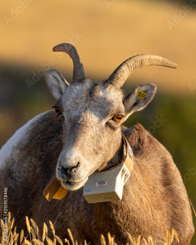 goat with collar in golden light 