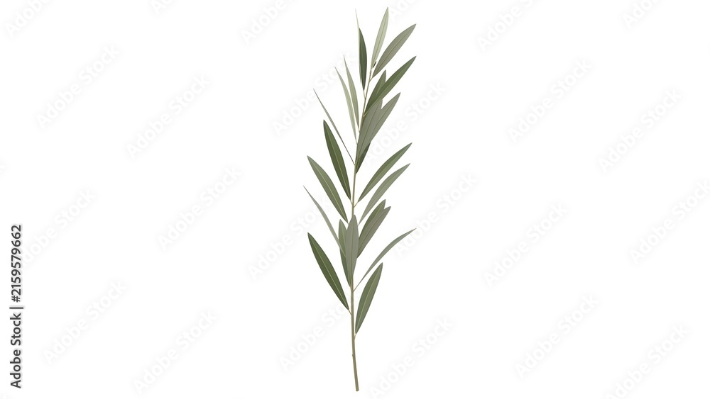 Naklejka premium Thin green olive branch isolated on plain white background for design