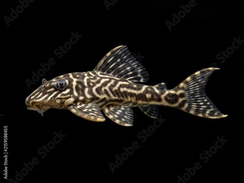 King Tiger Pleco (Hypancistrus contradens) Isolated on Black Background